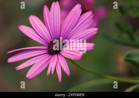 Cape daisy, Dimorphotheca ecklonis, con splendido bokeh, Alcoy, Spagna Foto Stock
