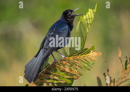 Grackle maschio dalla coda di una barca arroccato su una felce Foto Stock