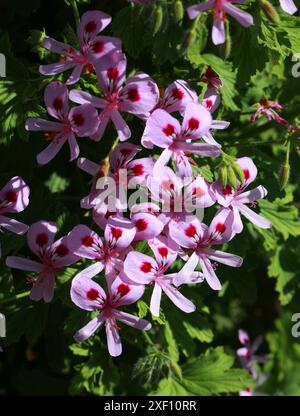 Geranium 'Shannon', Pelargonium 'Shannon', Geraniaceae. Ibrido. Fiori rosa di salmone con matite rossa in gola. Foglie di filigrana fine. Foto Stock
