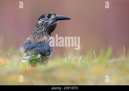 Schiaccianoci maculati (Nucifraga caryocatactes) nei Paesi Bassi Foto Stock