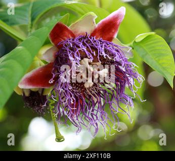 Fiore della passione, Passiflora quadrangularis, Passifloraceae. Anche noto come Granadilla gigante o dolce, Tumbo gigante o Badea. America centrale. Foto Stock