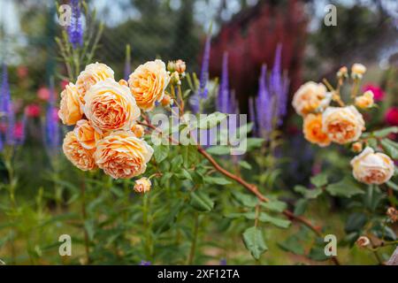Rosa della Principessa Margareta in fiore nel giardino estivo. Fiori arancioni a petali multipli crescono su arbusti di veronica. Giardino all'inglese Foto Stock