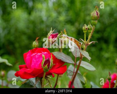 Luccicanti rose rosse in fiore, circondate da compagni in erba, adagiate su uno sfondo verde leggermente sfocato, che offre un vibrante simbolo di bellezza naturale Foto Stock