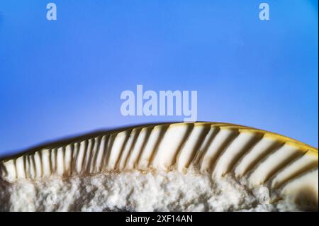 funghi boleti piangenti su carta da forno, vecchio tavolo di legno blu Foto Stock