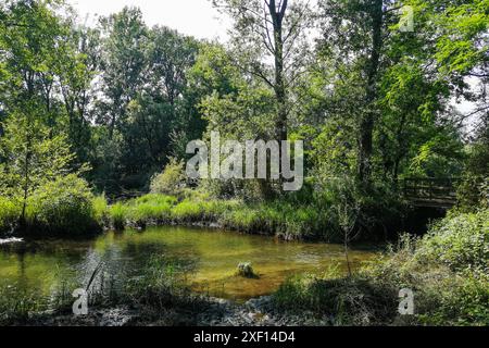 Italia, Lombardia, Bernate Ticino, Parco del Ticino, Lanca di Bernate Foto Stock