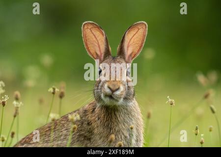 Piccolo giovane coniglio di coda di cotone orientale, Sylvilagus floridanus, rivolto verso la fotocamera direttamente su sfondo verde tenue al centro Foto Stock
