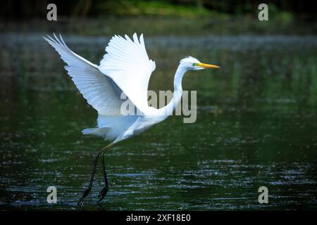 Primo piano di un grande egretto Ardea alba, uccelli acquatici bianchi di aironi in volo, pesca in un lago al tramonto Foto Stock