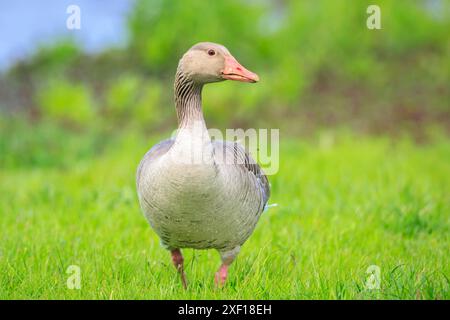 Primo piano di un'oca Greylag, Anser Anser, che si ripete in un prato verde con i pulcini Foto Stock