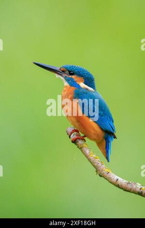 Un primo piano di un Kingfisher, Alcedo atthis, arroccato su un ramo di foraggio e pesca durante la primavera alla luce del sole. Lo sfondo è gree Foto Stock