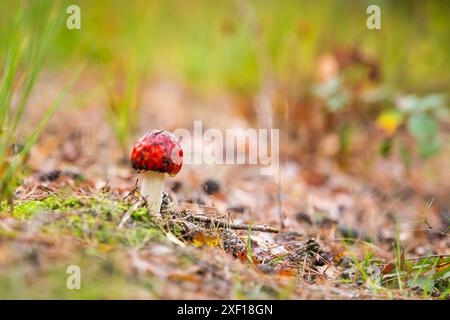 Amanita muscaria, fly agaric o fly amanita basidiomycota muscimolo fungo con tipiche macchie bianche su un Red Hat in una foresta. Luce naturale, vivace Foto Stock