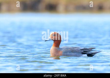 Un mago eurasiatico maschio Mareca penelope che nuota sull'acqua Foto Stock