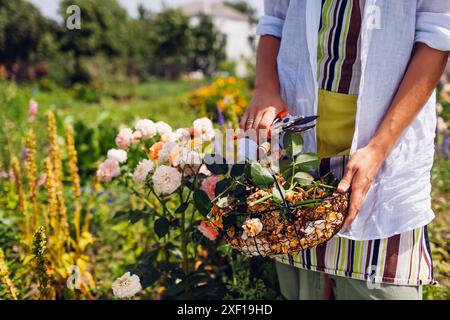 Il giardiniere tiene il cesto con i fiori di rosa trascorsi dopo essersi preso cura dell'arbusto nel giardino estivo. La donna uccide i fiori selvatici con la potatrice Foto Stock