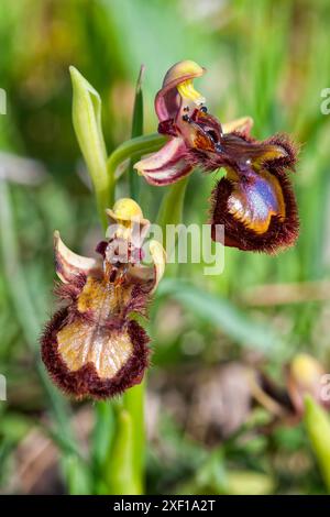 Orchidea specchio (Ophrys speculum), Orchidaceae. Erba perenne bulbosa, orchidea spontanea, pianta selvatica. fiori blu. Foto Stock