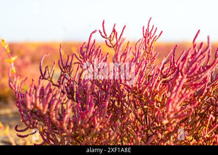 Fioritura della pianta costiera Salicornia prostrata. Steli rossi carnosi di salina in un giorno autunnale, primo piano. Foto Stock