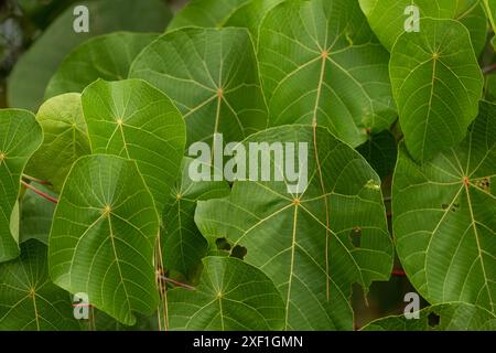 Piante verdi brillanti viste nella fitta foresta pluviale di Byron Bay Hinterland, Australia durante la stagione autunnale. Foto Stock