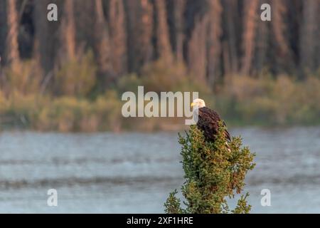 Incredibile aquila bald selvatica vista arroccata su un albero di abete rosso in Canada. Foto Stock