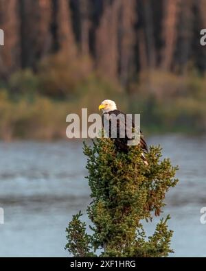 Incredibile aquila bald selvatica vista arroccata su un albero di abete rosso in Canada. Foto Stock