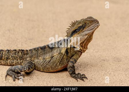 Native Eastern Water Dragon (Intellagama lesueurii) visto nel Queensland, Australia. Foto Stock