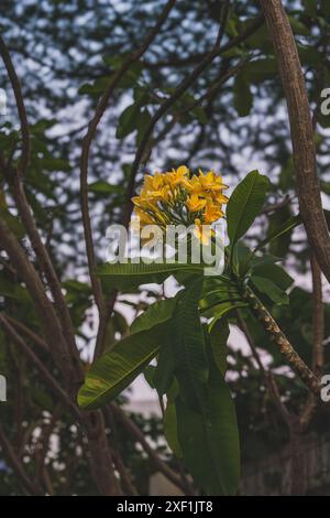 Un gruppo di vivaci fiori gialli di frangipani in piena fioritura su un ramo d'albero. I frangipani, noti anche come plumeria, sono noti per la loro fragranza dolce Foto Stock