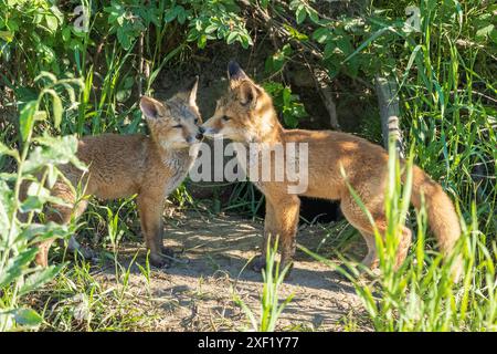 I fratelli Red Fox sembrano vicini Foto Stock