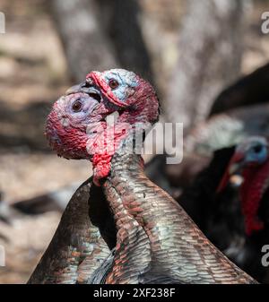 Tacchino selvaggio maschi durante la stagione di accoppiamento Closeup Foto Stock