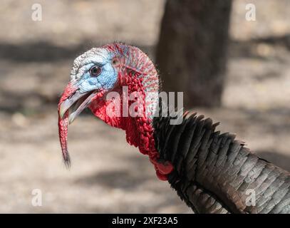 Wild Turkey male durante la stagione di accoppiamento Closeup Foto Stock