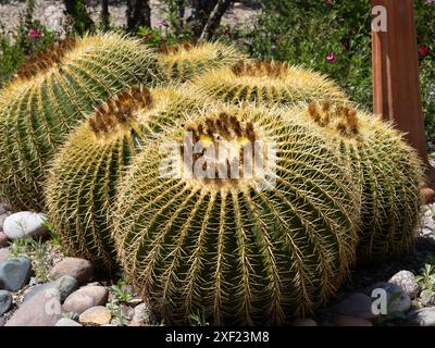 Barrel Cactus in un giardino in Arizona Foto Stock