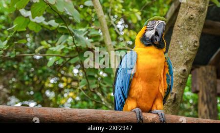 Pappagallo dai colori vivaci su un ramo con fogliame sfocato sullo sfondo Foto Stock