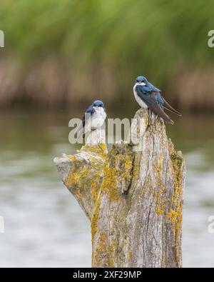 Un Tree Swallow Pair su un vecchio albero Foto Stock