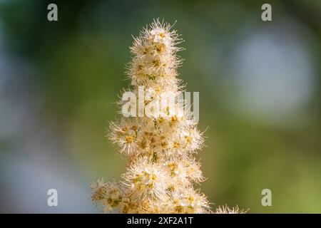 Spirea con foglie di quercia, Spiraea chamaedryfolia, fiorisce lussuosamente con piccoli fiori bianchi nel giardino. Magnifico arbusto Spiraea chamaedryfolia Foto Stock