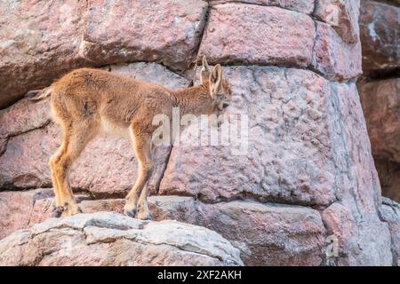 Giovane tur maschio del caucaso orientale sulla pietra. Nome latino - Capra cylindricornis. Il ragazzo del tour del Caucaso orientale sta giocando alle rocce Foto Stock