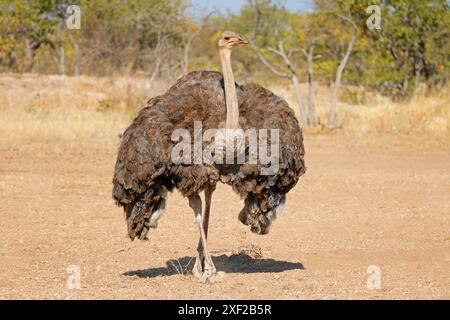 Uno struzzo femminile (Struthio camelus) in habitat naturale, Sudafrica Foto Stock