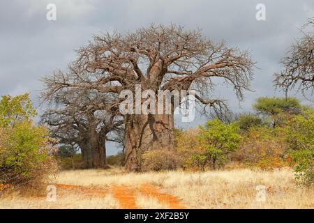 Grandi alberi di baobab nella savana di mopane durante la stagione secca, provincia di Limpopo, Sudafrica Foto Stock