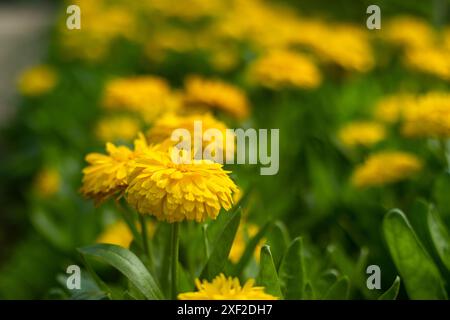 I fiori di Calendula possono essere essiccati in modo che questa erba benefica possa essere utilizzata per la cura tutto l'anno. Calendula fiorisce da giugno a settembre da una semina primaverile Foto Stock