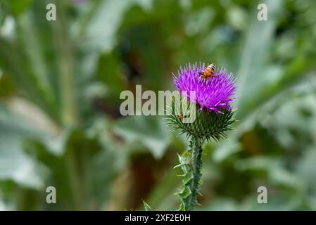 Un'ape solitaria forgia su un vivace cardo viola, evidenziando l'intricata simbiosi in natura. Foto Stock