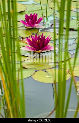 Gigli d'acqua rosa e canne alte spiccano nel sereno laghetto illuminato dal sole. Foto Stock