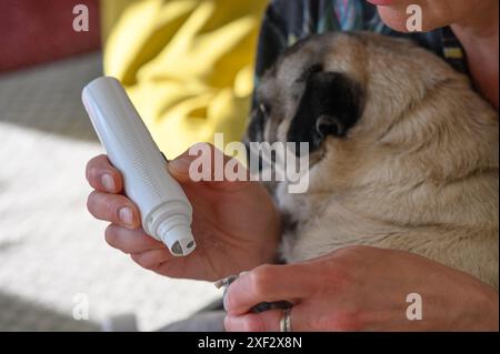 Donna che taglia gli artigli di un cane carino con il regolacapelli a casa Foto Stock