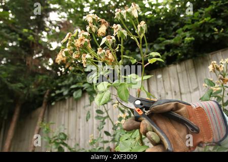 Rose a testa morta su cespuglio di rose con cuccette per potatura nel British Garden, di giorno, Inghilterra, Regno Unito Foto Stock