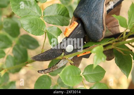 Rose a testa morta su cespuglio di rose con cuccette per potatura nel British Garden, di giorno, Inghilterra, Regno Unito Foto Stock