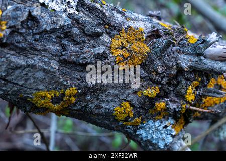 Un tronco di albero coperto di muschio e lichene. Il muschio è giallo e verde, e il lichene è bianco. Il tronco dell'albero è vecchio e intemprato, e sembra Foto Stock
