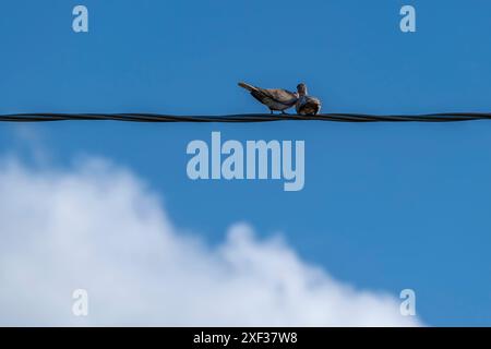 Un paio di colombe bacia su un filo elettrico contro il cielo blu Foto Stock