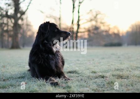 Cane nero disteso che si gode l'ora d'oro fuori nella foresta. ritratto di un cane adottivo carino all'ora d'oro Foto Stock