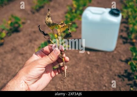 Concetto di infestatore di semi di soia, pianta di erbacce morte nelle mani dell'agricoltore in un campo coltivato con contenitore per erbicida, concentrazione selettiva Foto Stock