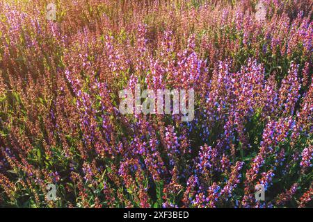 Piantagione di salvia comune (Salvia officinalis). Sage è un arbusto perenne sempreverde con fiori dal blu al viola, un membro della famiglia della menta, selettivo Foto Stock