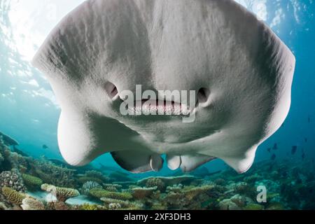 Vista subacquea dello Stingray maculato nero (Taeniura meyeni) Foto Stock