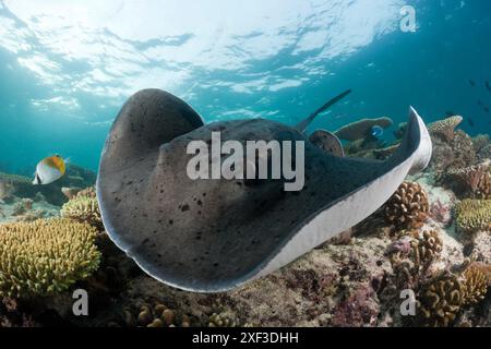 Stingray maculato nero (Taeniura meyeni) sott'acqua Foto Stock