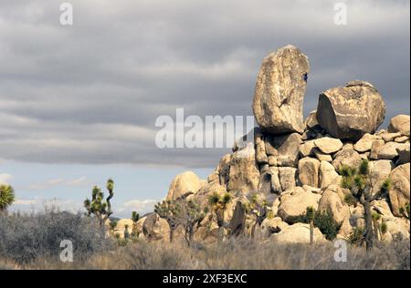 Rocciatore a Joshua Tree National Park. In California, Stati Uniti d'America. Foto Stock