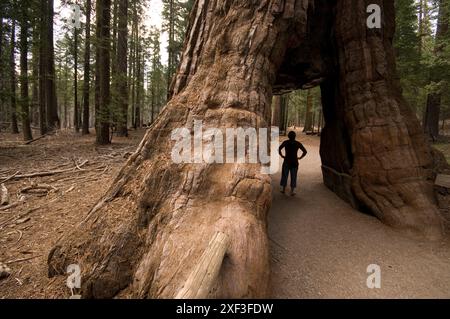 Mariposa Grove. Parco nazionale di Yosemite, California, Stati Uniti Foto Stock