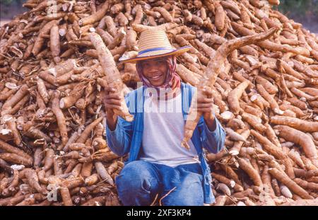 Tailandia, Ubon Ratchatani - raccolta di cassave o maniok. Le radici di cassave vengono esportate in Europa per essere utilizzate come suino. Foto Stock