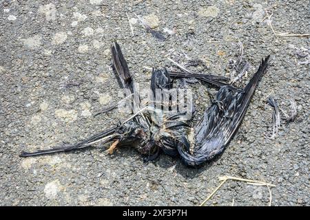 Resti di corvo morto mezzo mangiato sulla strada - Francia. Foto Stock